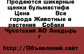 Продаются шикарные щенки бульмастифа › Цена ­ 45 000 - Все города Животные и растения » Собаки   . Чукотский АО,Анадырь г.